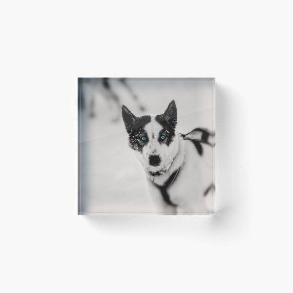 Item preview, Piercing Blue Eyes designed and sold by JWebberPhotos.
