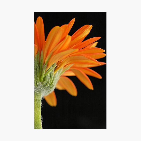 Item preview, gerbera designed and sold by laurav.