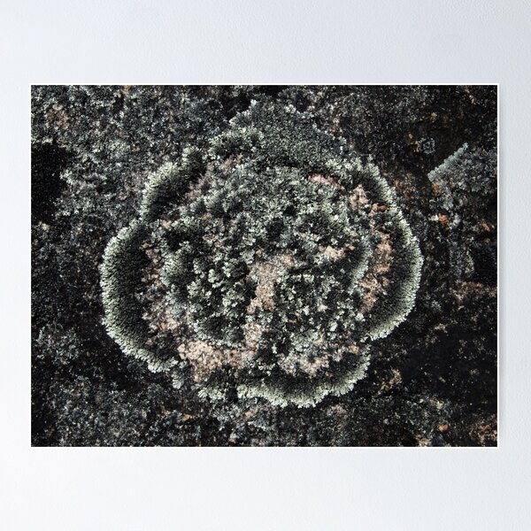Item preview, Lichen designed and sold by Emma Monceaux.