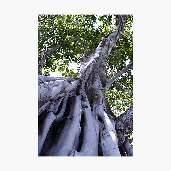 Item preview, Banyan @ Clematis designed and sold by djprov.