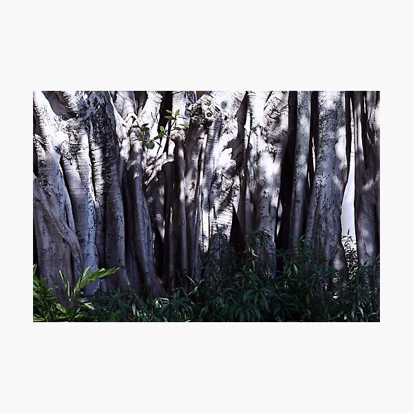Item preview, Banyan Tree designed and sold by djprov.