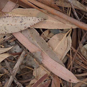 Artwork thumbnail, Australian Gum Leaves by Adelaide Artist Avril Thomas at Magpie Springs by MagpieSprings