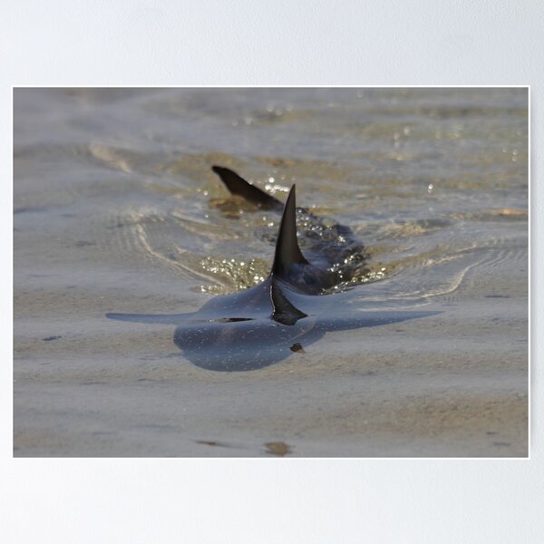 Item preview, shark in the shallows designed and sold by loza1976.