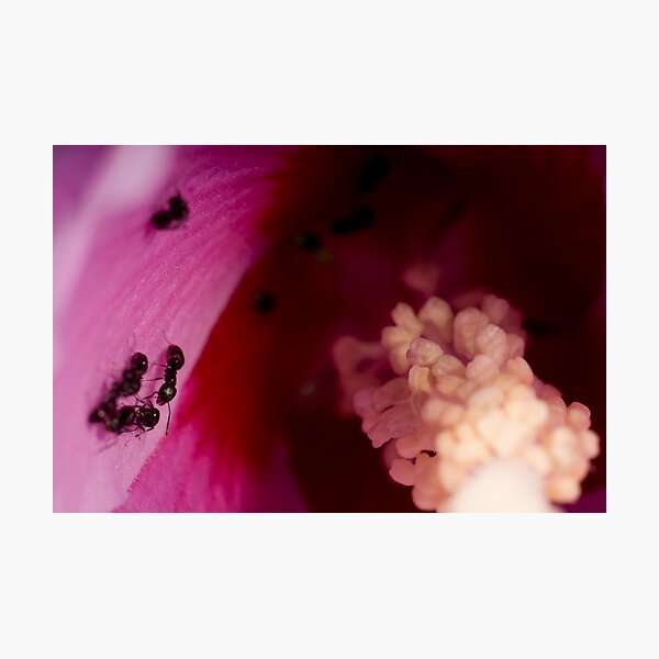 Artikelvorschau, Tiny Ants in a Small Flower entworfen und verkauft von Tony Lin.
