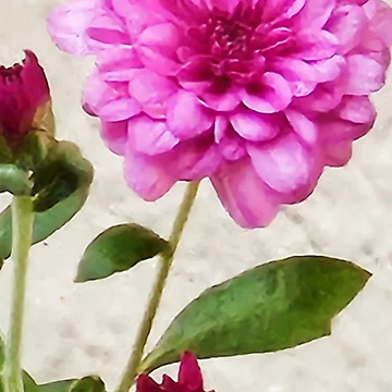 Artwork thumbnail, Mums by Shells Designs