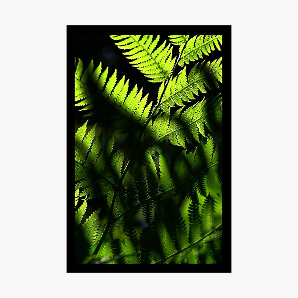Sunshine Day Photographic Print