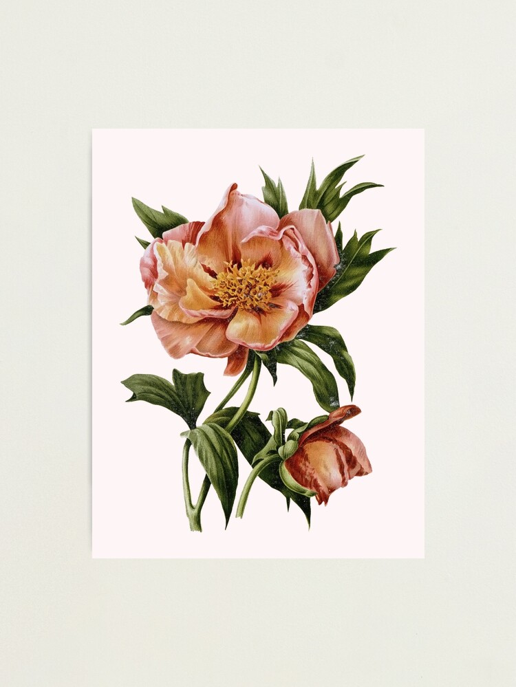 Gold Pink Noisette Roses' Poster, picture, metal print, paint by