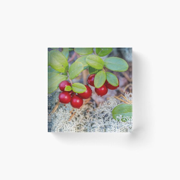 Artikelvorschau, Preiselbeeren entworfen und verkauft von Veikko Suikkanen.