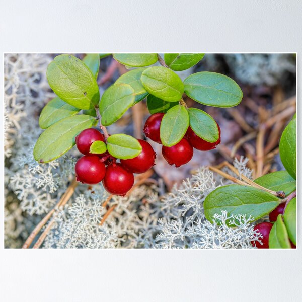 Item preview, Lingonberries designed and sold by Veikko  Suikkanen.