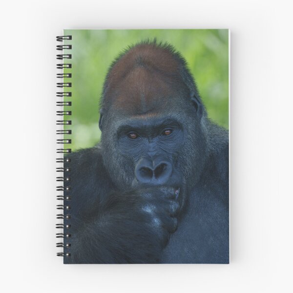 Item preview, Thumb-Sucking Silverback designed and sold by rawshutterbug.
