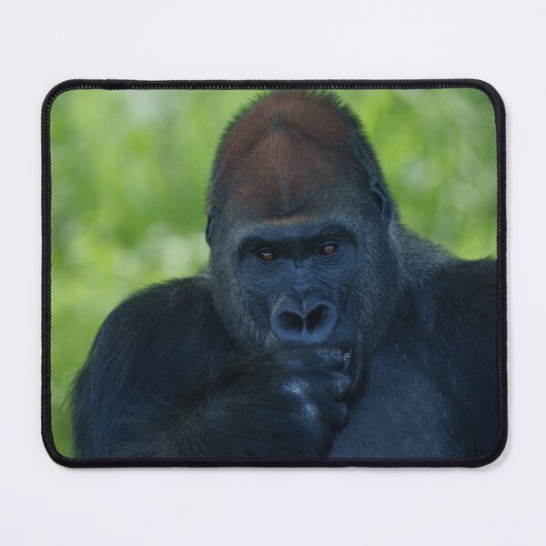 Item preview, Thumb-Sucking Silverback designed and sold by rawshutterbug.
