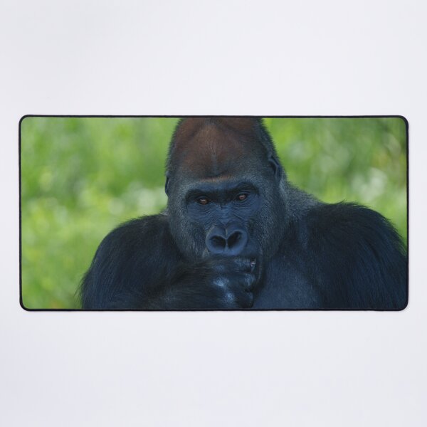 Item preview, Thumb-Sucking Silverback designed and sold by rawshutterbug.