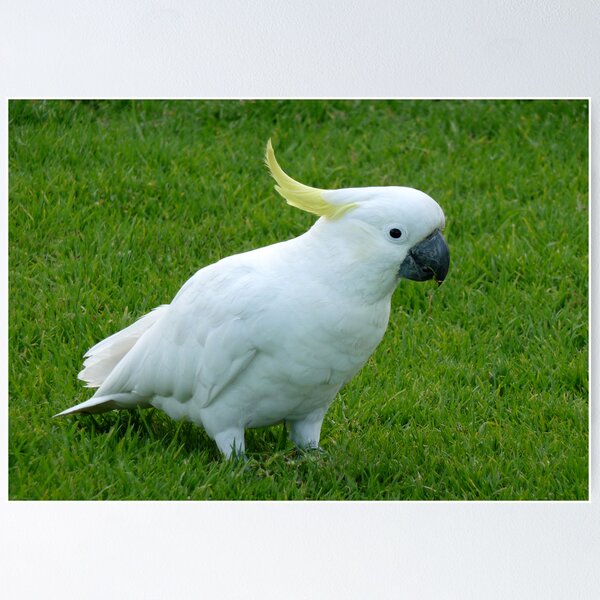 Item preview, Aussie Sulphur Crested Cockatoo designed and sold by Magee.
