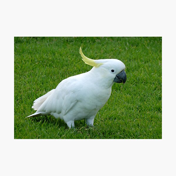 Artikelvorschau, Aussie Sulphur Crested Cockatoo entworfen und verkauft von Magee.