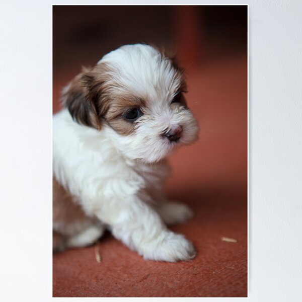 Item preview, Cuteness designed and sold by Simon Blears.
