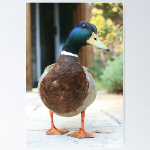 Item preview, Look at me!! designed and sold by Mike Butchart.