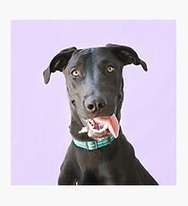 Happy Goofy Dog Photographic Print