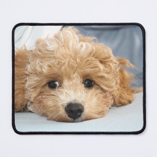 Item preview, Cachorro Maltipoo soñoliento designed and sold by Liz Lane.