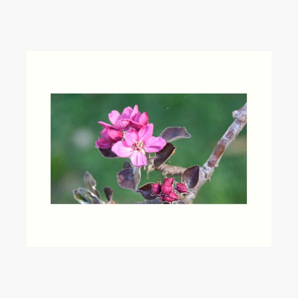Pink Apple Blossom by Adelaide Artist Avril Thomas at Magpie Springs Art Print