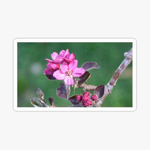 Pink Apple Blossom by Adelaide Artist Avril Thomas at Magpie Springs Sticker