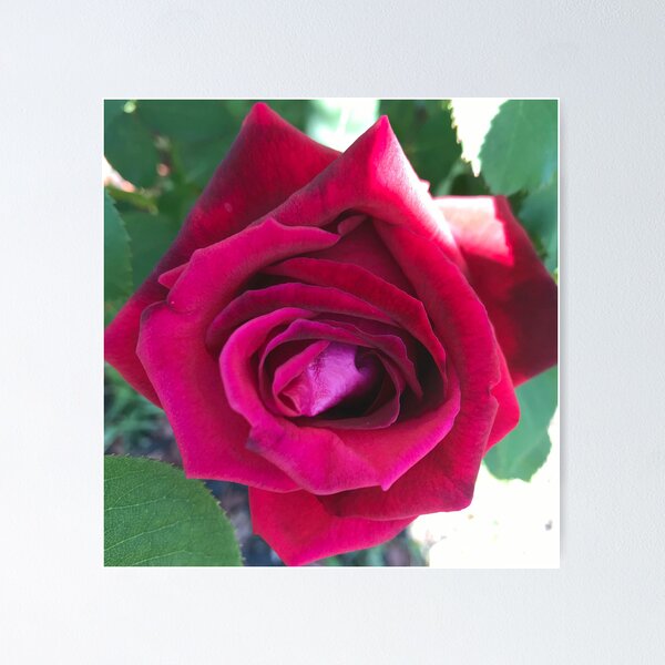 Red Rose Poster