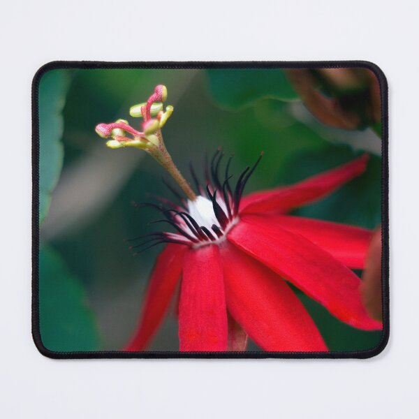 Item preview, Red Passion Fower (Passiflora miniata) designed and sold by Kerryn Madsen-Pietsch.
