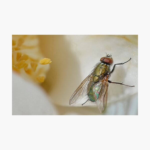 Item preview, Another Fly. designed and sold by relayer51.