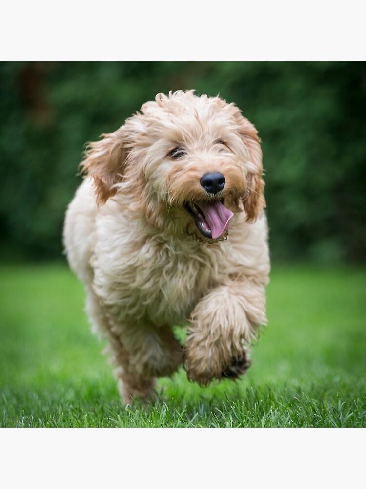 cockapoo pillow