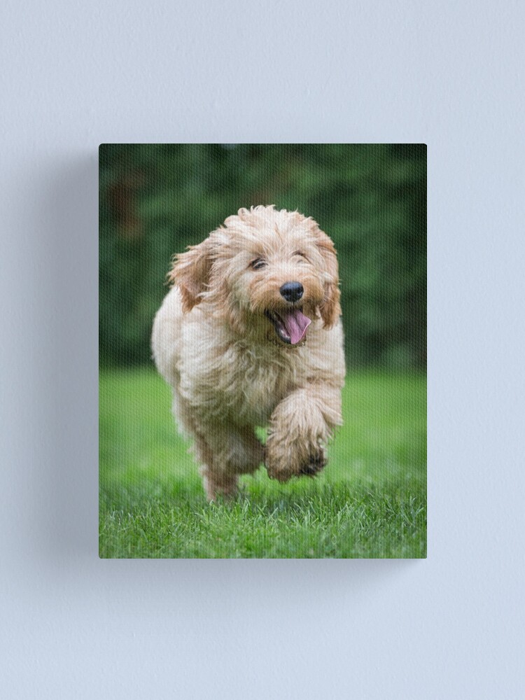 cockapoo running