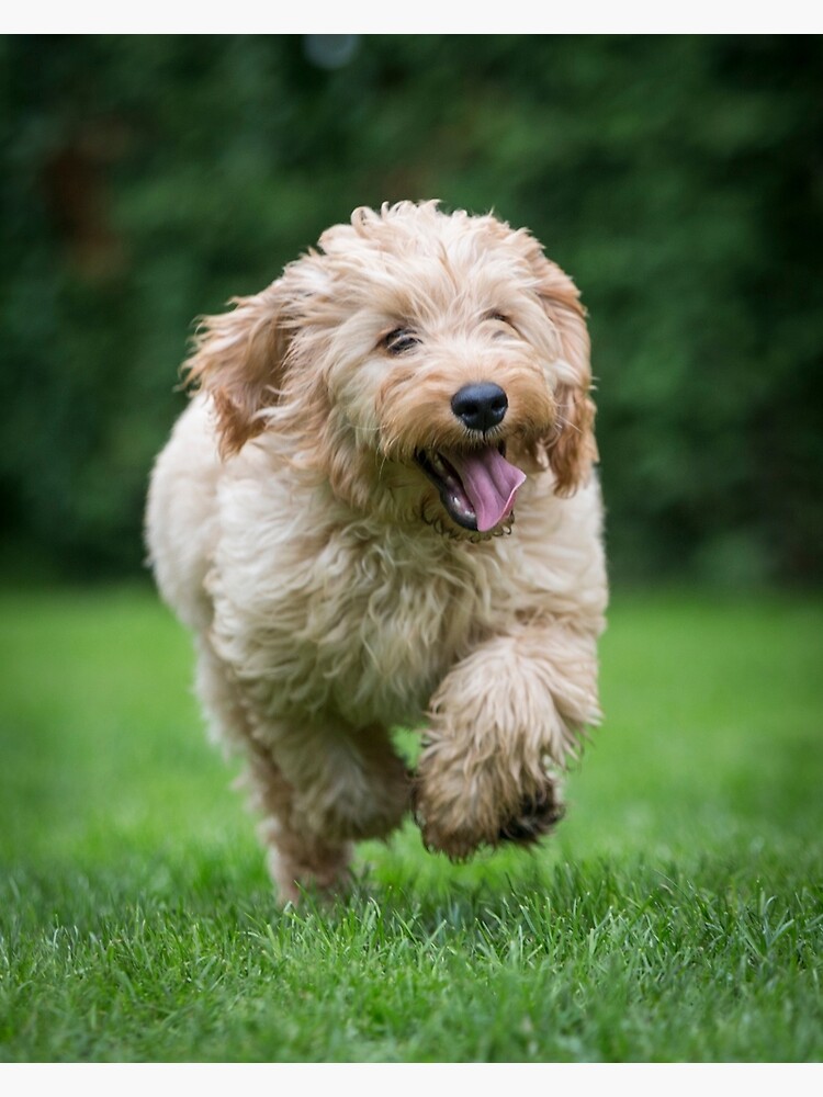 cockapoo running
