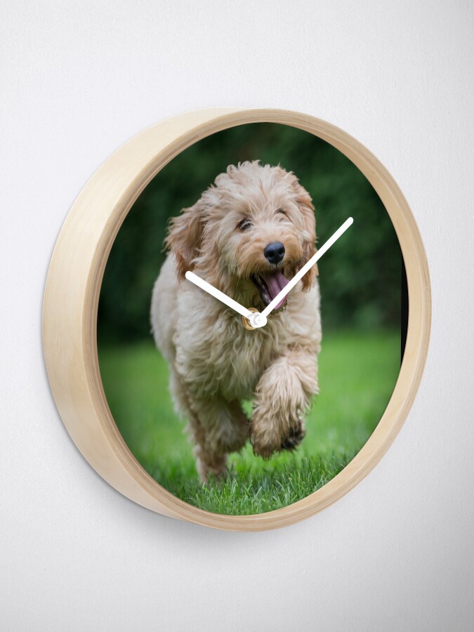 "Cockapoo running" Clock for Sale by johnecclesphoto Redbubble