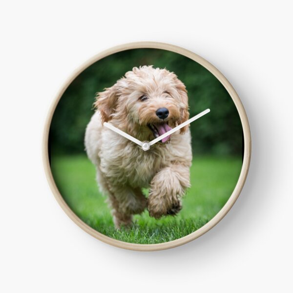 "Cockapoo running" Clock for Sale by johnecclesphoto Redbubble