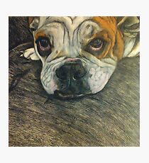 Hey Bulldog Photographic Print