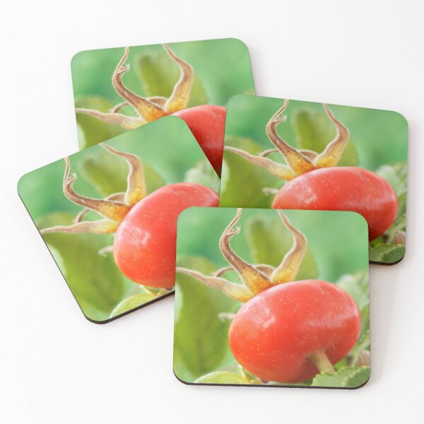 Item preview, Rosa rugosa  'Alba'  AGM  Rose hip   designed and sold by Chris Burrows.