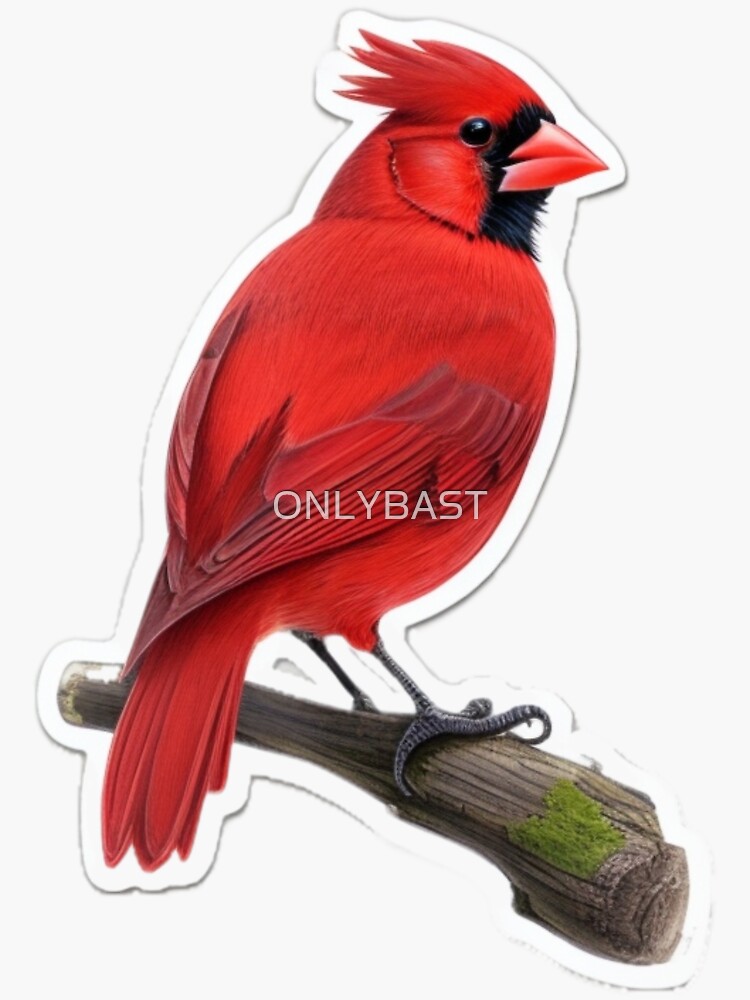  Red Northern Cardinal T-shirt Bird Lover's Gift : Clothing,  Shoes & Jewelry