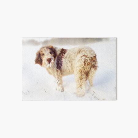Spinone in a Snow Storm Art Board Print