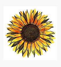 Sunflower Photographic Print