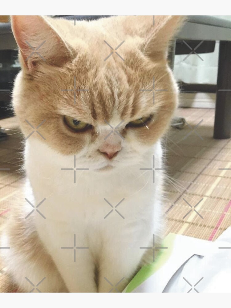 Angry Cat Meme | Postcard