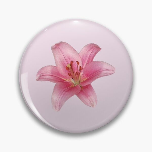 white flower lily Lilium