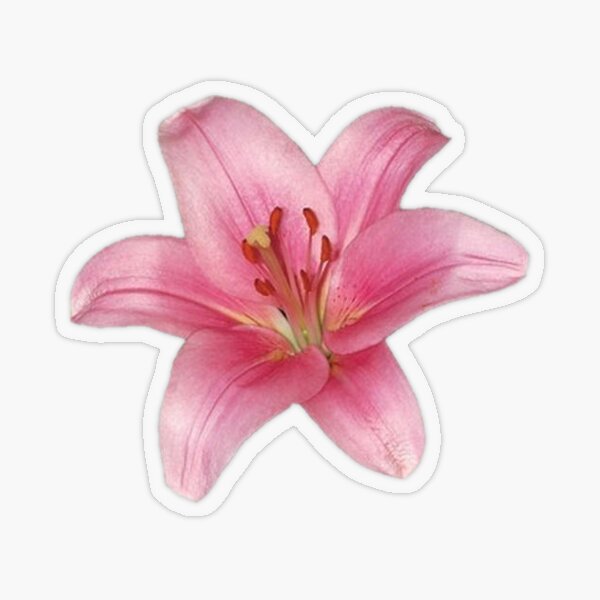 ・ lily (⁠◍⁠•⁠ᴗ⁠•⁠◍⁠)⁠❤ pink lily flower