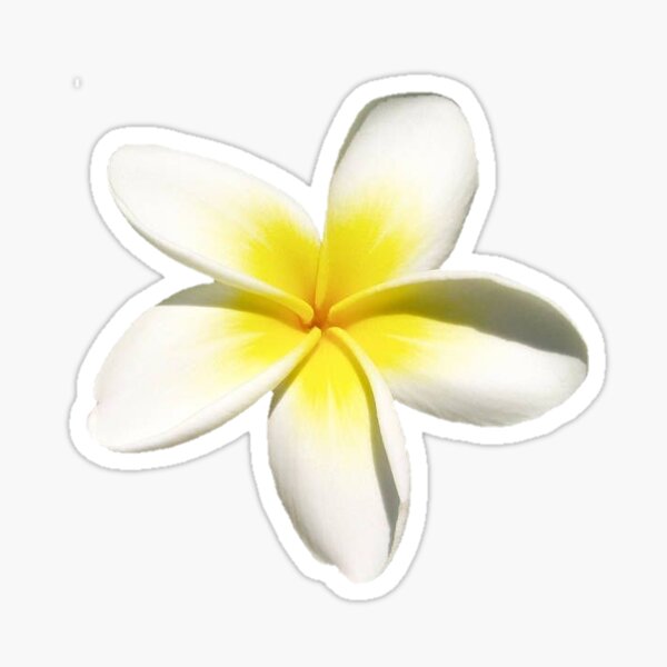 Item preview, white and yellow plumeria flower designed and sold by ---clara---.