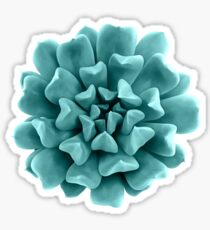 Cyan Succulent Plant on Yellow Sticker