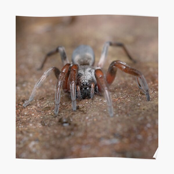 White-tail Spider Poster