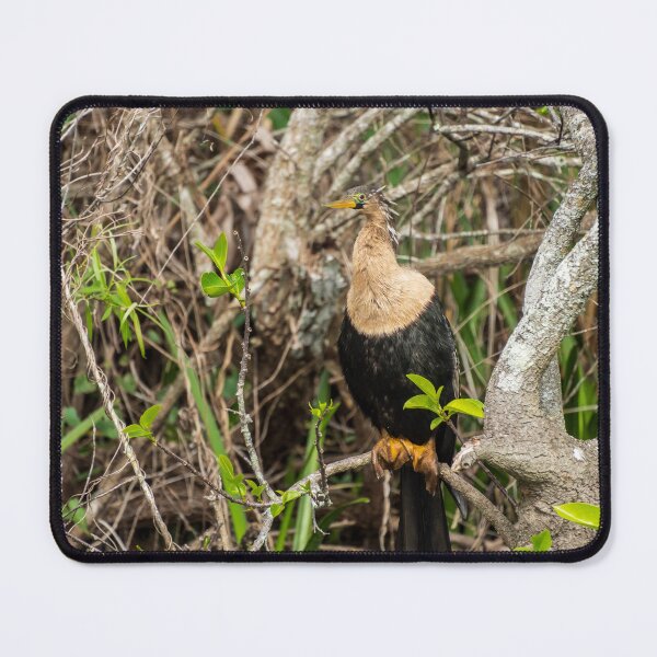 Item preview, Anhinga Bird | Shark Valley National Park designed and sold by TinyDinoDesigns.