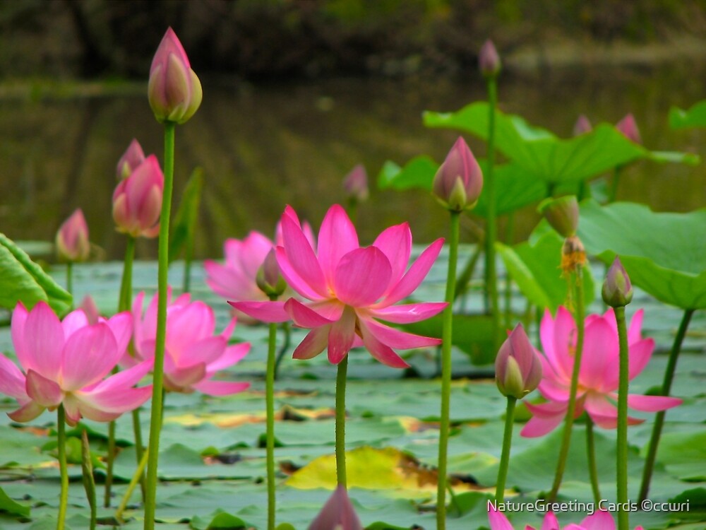 On Lotus Pond By Naturegreeting Cards C Ccwri Redbubble