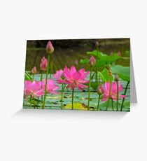 On Lotus Pond Greeting Card