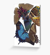 FF - Buttefly-1 Greeting Card