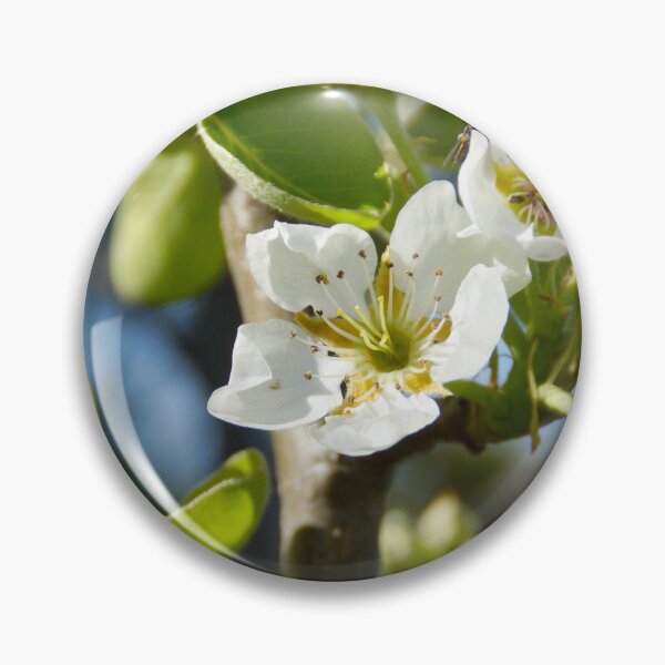 Artikelvorschau, Birnenblüte im Frühling von der Adelaide-Künstlerin Avril Thomas in Magpie Springs entworfen und verkauft von MagpieSprings.