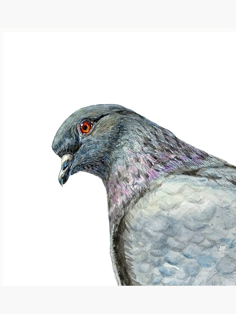 Wood pigeon | SeanBriggs