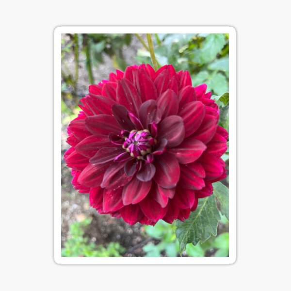 Item preview,  Dahlia Arabian Night designed and sold by Laybov.